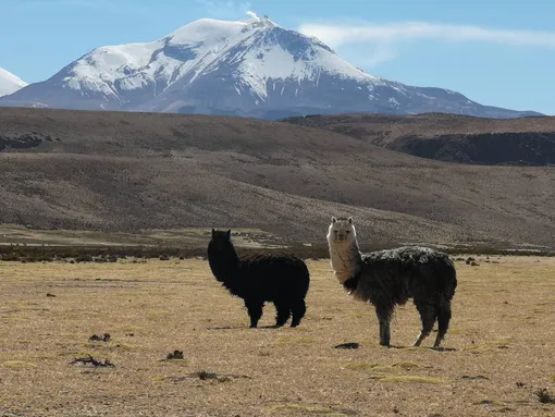 ламы, черная лама, горы, гора, альпака
