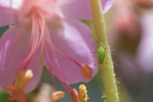 10 растений, которые привлекают на ваш участок насекомых-вредителей