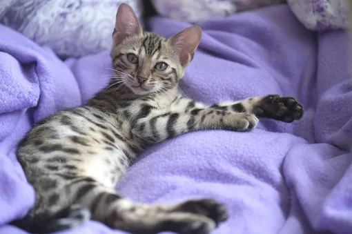 Бенгальский котенок стоит в среднем 40 000 рублей