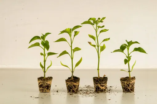 Подбирайте препарат для каждого этапа развития растения, чтобы помочь ему вырасти