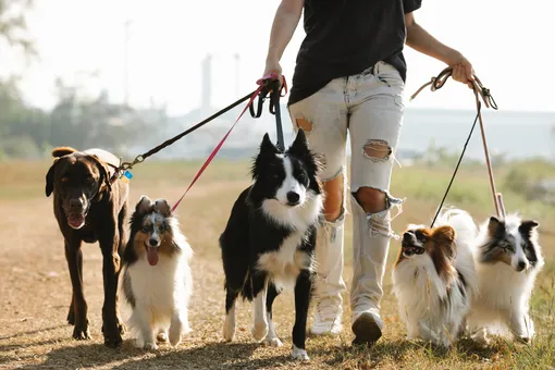 Как собаки спасают жизнь другим собакам фото