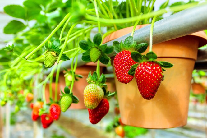 Лучшие сорта клубники для выращивания круглый год дома - как получить всегда свежие и вкусные ягоды без усилий Лучшие сорта клубники для выращивания круглый год в домашних условиях