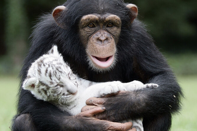 В горе и радости: 10 трогательных примеров дружбы животных