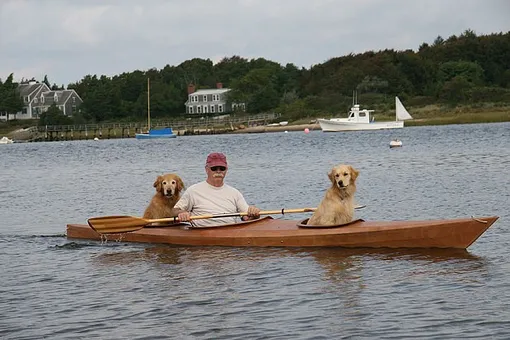 Мужчина плавает на лодке вместе с собаками