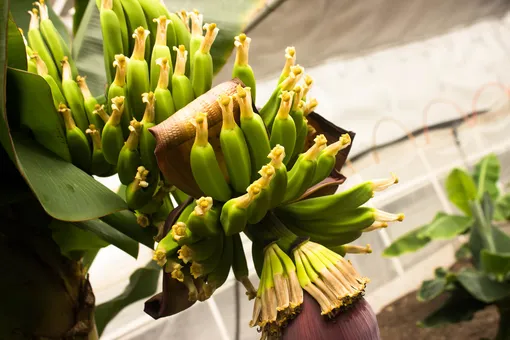 Как добиться плодоношения банан в комнатных условиях
