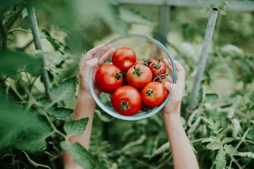 5 ошибок, снижающих урожайность помидоров: подведите итоги сезона