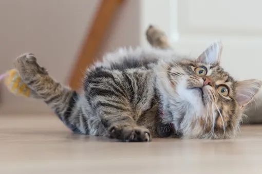 Делать ли прививки домашней кошке?