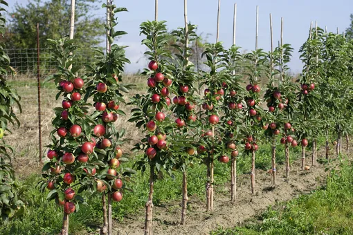 Какие проблемы могут помешать посадке фруктовых деревьев