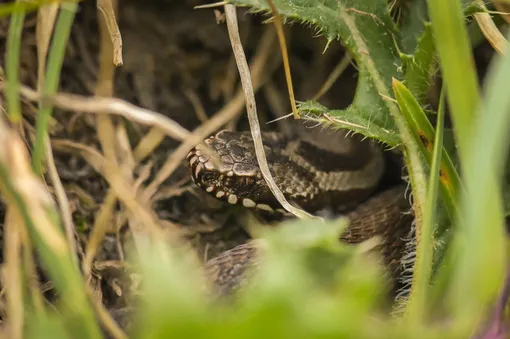 Змеи часто прячутся в высокой траве.