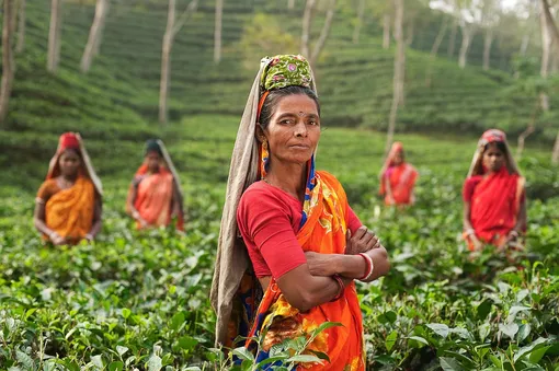 чай, кусты чая, чайный лист, индианка, женщина