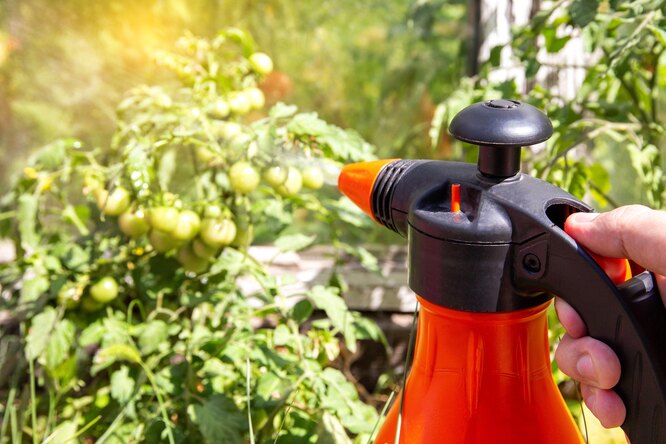 Stolbur z rajčat se neošetřuje, proto je důležité věnovat pozornost opatřením pro jeho prevenci.