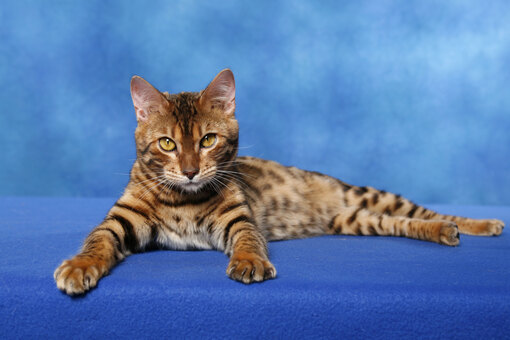 Бенгальская порода кошек: фото, характер, особенности поведения, как  ухаживать за котами бенгалами
