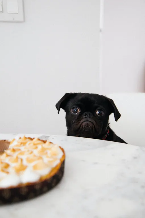 Можно ли кормить собаку со стола