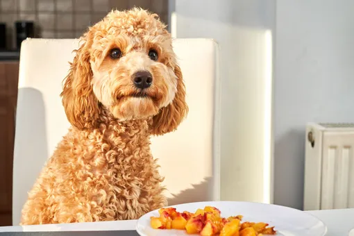 Натуральное питание для собак: 5 простых рецептов