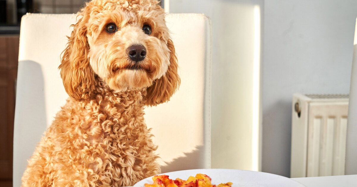 Как кормить собаку натуралкой, 5 рецептов натуральных блюд для собак