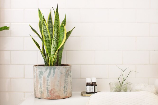 Sansevieria (Teschin jazyk)