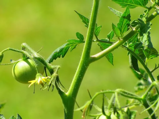 Пасынкование томатов: частые ошибки