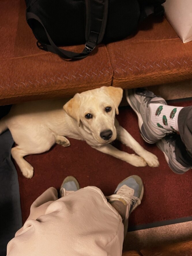 Как воспитывают собаку-поводыря, можно ли взять щенка напрокат ...