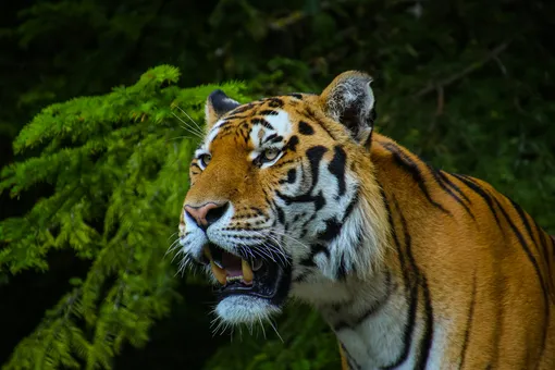 Пара из ОАЭ шокировала пользователей, привезя на гендер-пати настоящего тигра