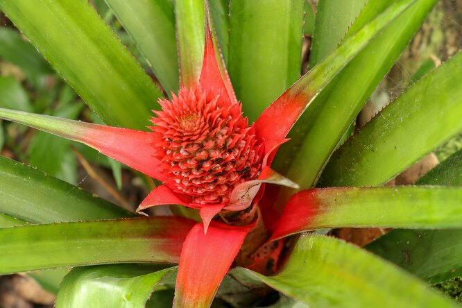 Ananas comosus var. variegatus