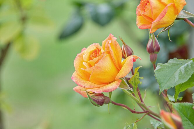 Розы садовые: 25 фото, названия, разновидности, классификация роз сописанием, уход