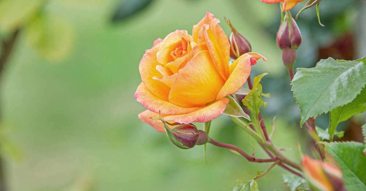 Розы садовые: 25 фото, названия, разновидности, классификация роз с описанием, уход