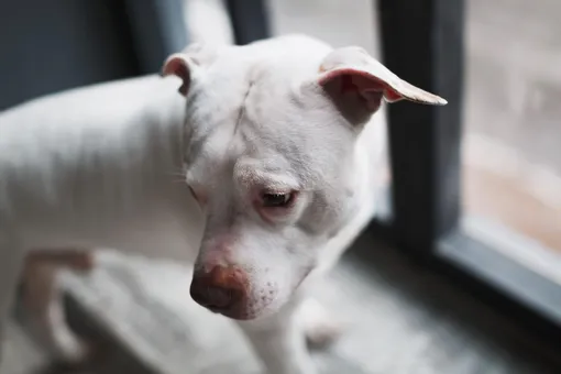 «Такая милая, но слишком большая и глухая»: собаку 30 раз возвращали в приют