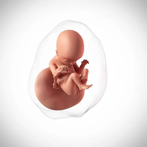 эмбрион 18 недель