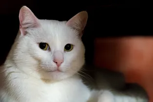 Хозяева хотели его отдать: кот-герой спас целую семью от пожара
