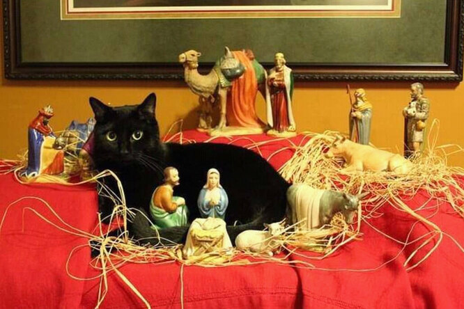 20 случаев, когда коты бессовестно влезли в сцену рождения Иисуса