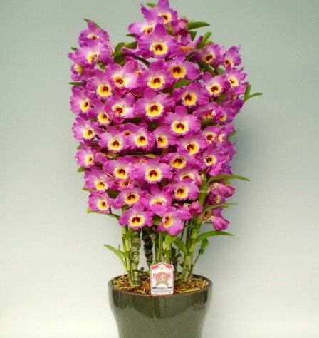 Популярное орхидейное «мини-дерево» родом из Азии