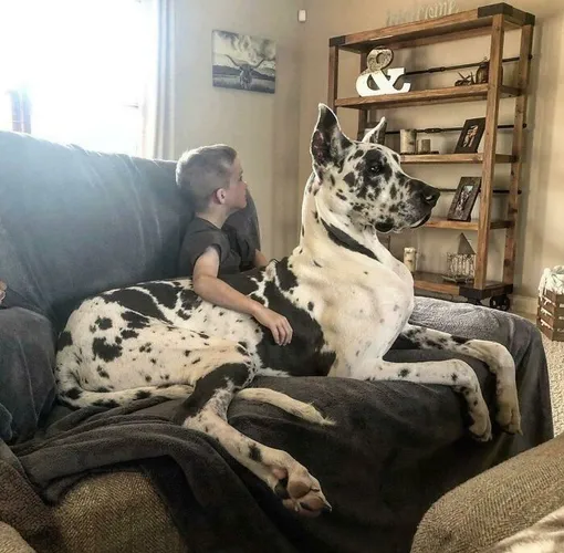 большая собака