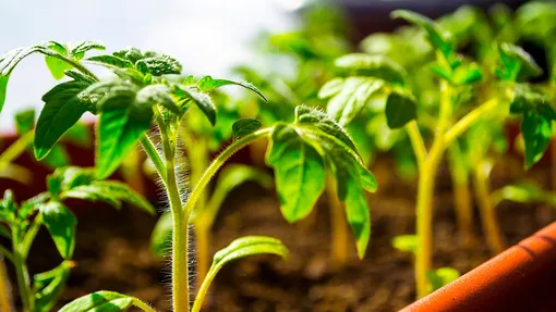 Выращивание рассады томатов: пошаговая инструкция