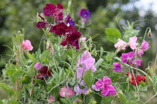 Душистый горошек – любимый цветок английских садоводов, у них он безумно популярен и считается своего рода эмблемой английского садового дизайна. 