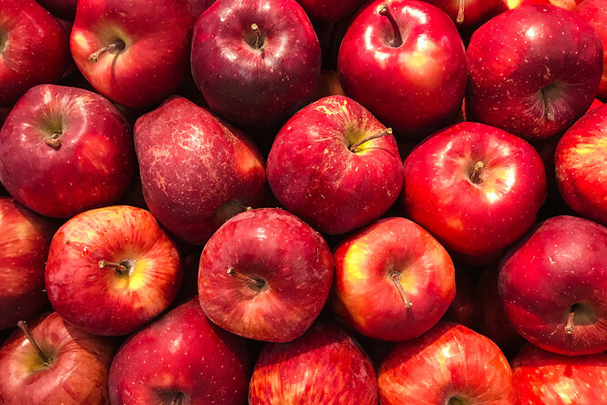 Сорта яблонь для средней полосы и Подмосковья: какой сорт яблони выбратьдля дачи?