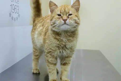 «Кожу пересадили с губ»: в Ижевске прооперирован уличный кот, родившийся без век