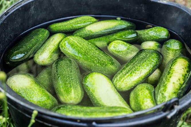 Pro recept jsou vhodné velké, přezrálé nebo nestandardní okurky.