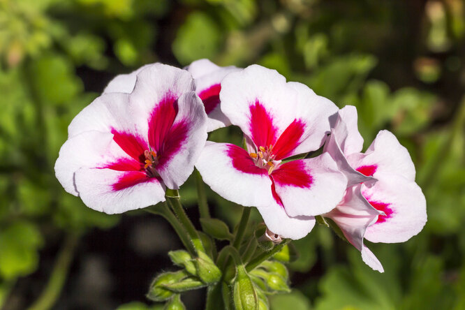 Pelargonium zonální