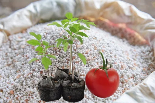 Кальциевая селитра для томатов, огурцов и перцев: важные правила подкормки, чтобы не навредить