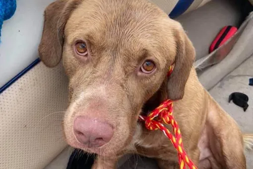 Счастливый случай: выброшенная посреди озера собака спасена и нашла новый дом