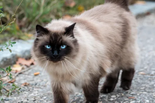 Кошки с голубыми глазами: гималайская кошка