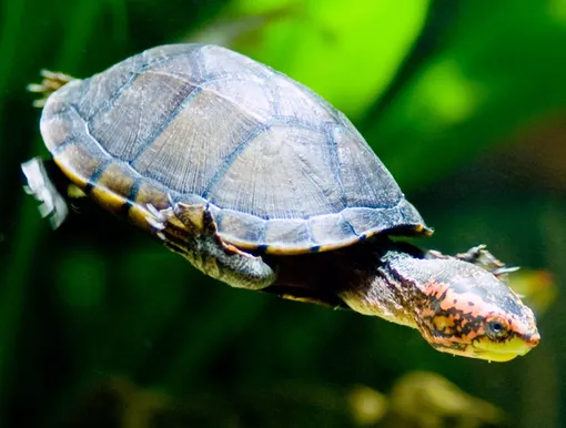 иловые черепахи самые древние существа на планете