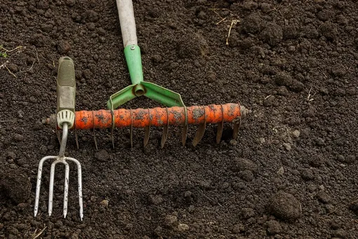 Выбор места и почвы для посева моркови под зиму