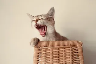 «Все болезни от нервов»: как понять, что у кошки стресс и чем ей можно помочь