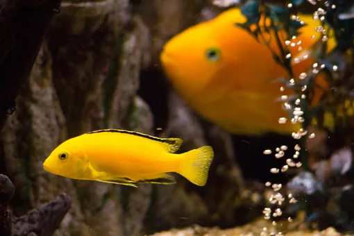 желтая вода в аквариуме и как с этим бороться