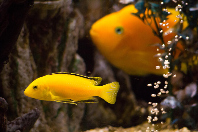 Зелёная или жёлтая вода в аквариуме: почему появляется и что делать