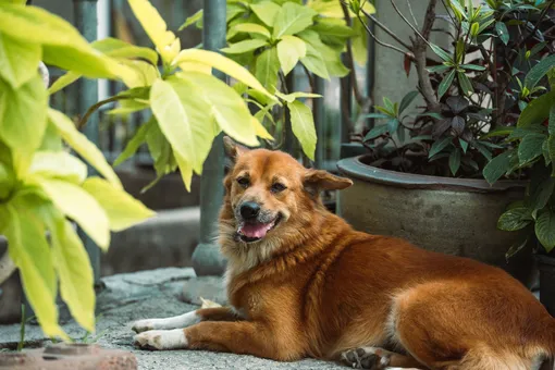 Как защитить собаку на даче, безопасность собаки на даче фото