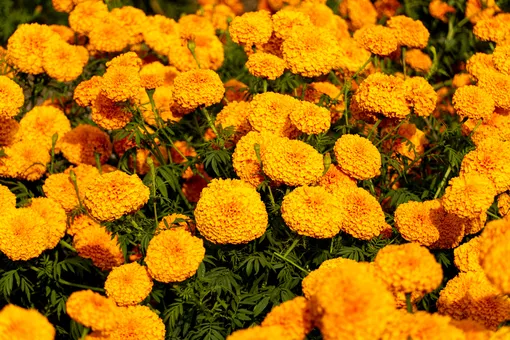 Однолетние цветы являются одними из самых красивых в цветнике — бархатцы