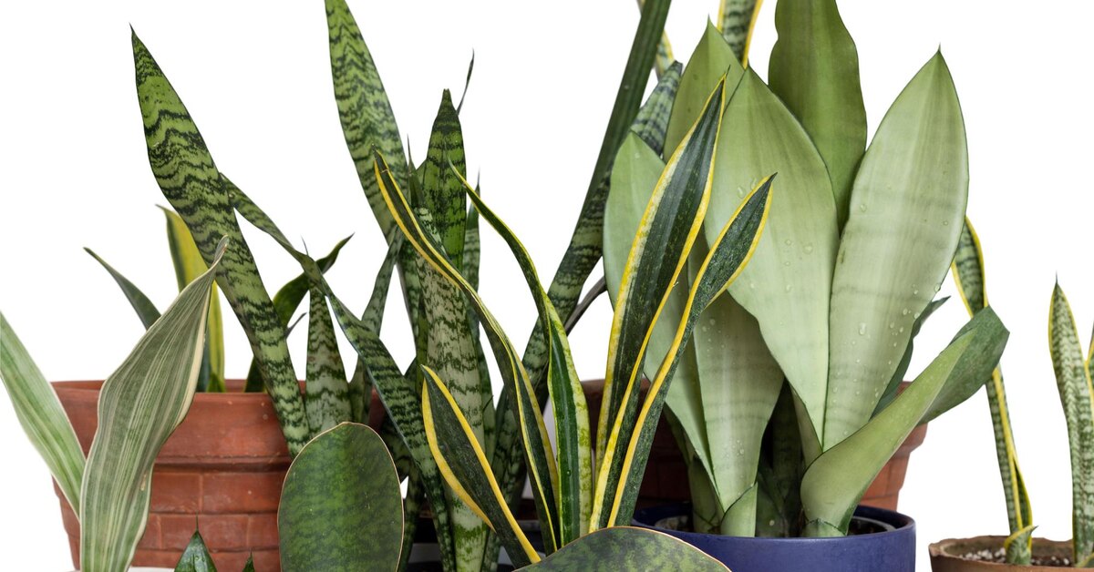 Сансевиерия Snake Plants