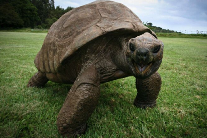 Самая старая в мире черепаха могла бы знать Пушкина